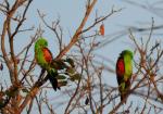 Red wing Parrots